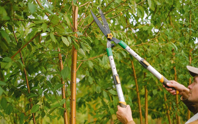Tree trimming in Homedale, ID